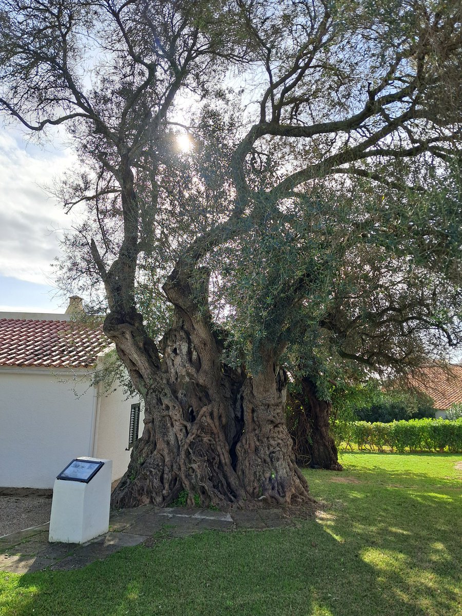 Olivo bimilenario. Oliveira bimilenária
El ser vivo más antiguo de #Portugal
O ser vivo mais antigo de Portugal 
#Algarve #Algarbe
#Tavira 
Feliz Domingo!!