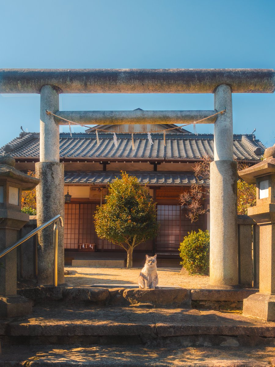 Ryoppi05670209's tweet image. この町の、守護神のような猫に出会った.