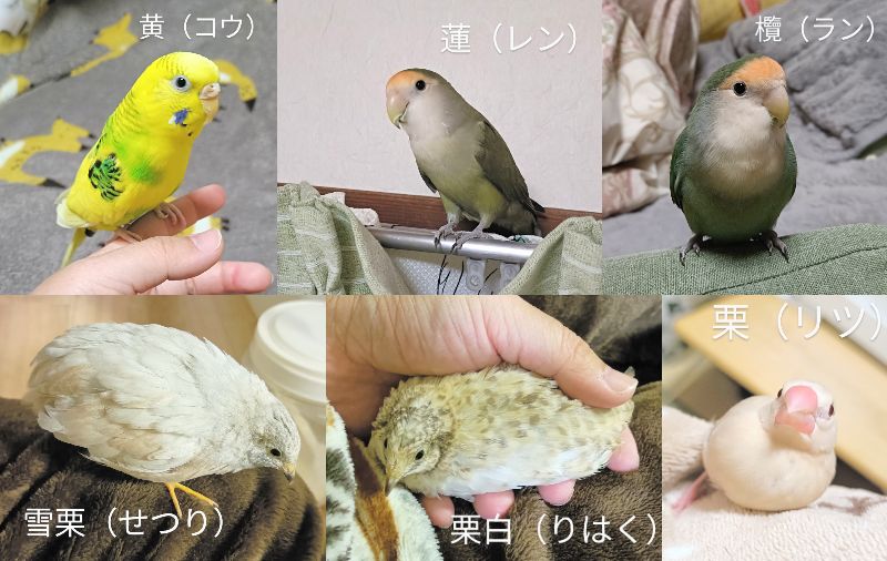 うすあげ (@niwatori_totto) / Posts / X