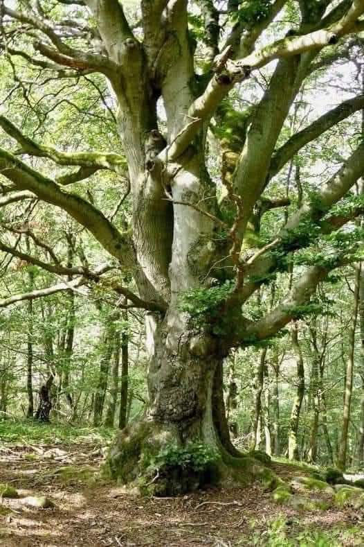 Een beuk van 100 jaar oud "heeft 600.000 bladeren en dus een bladoppervlak van 1.500 vierkante meter.
Hij ademt en produceert 4,5 ton zuurstof per dag - net zoveel als 15 volwassen mensen jaarlijks moeten inademen.
In die honderd jaar haalt hij zes ton kooldioxide uit de lucht.