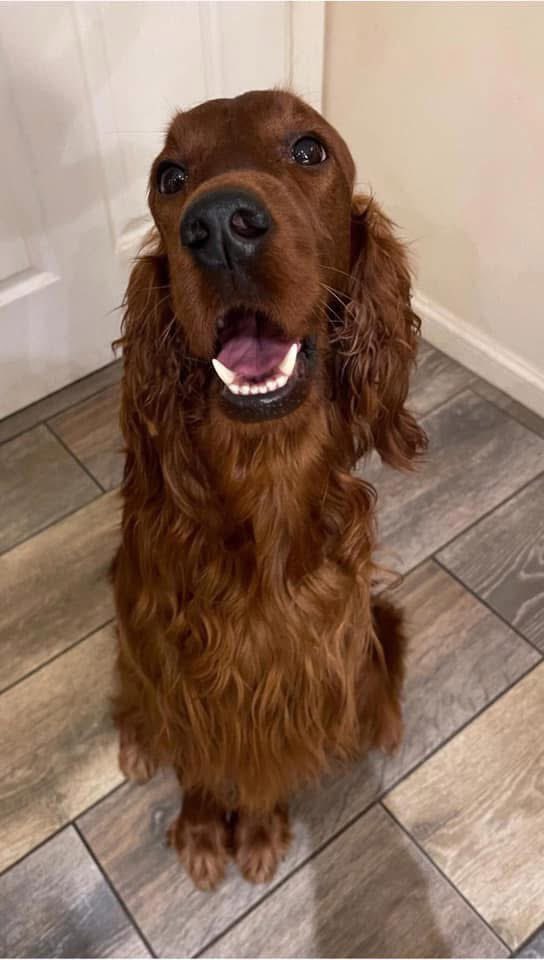 funusual's tweet image. It’s my darling Molly’s 6th birthday today. Shes the little one with the blue collar in the second photo - she was born right into my hands. Shes always super affectionate and gives proper big hugs. Shes getting spoiled today. 

#IrishSetter