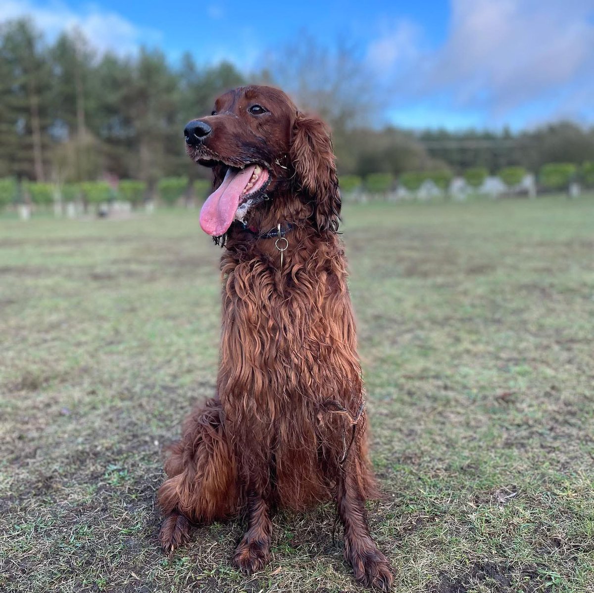 funusual's tweet image. It’s my darling Molly’s 6th birthday today. Shes the little one with the blue collar in the second photo - she was born right into my hands. Shes always super affectionate and gives proper big hugs. Shes getting spoiled today. 

#IrishSetter