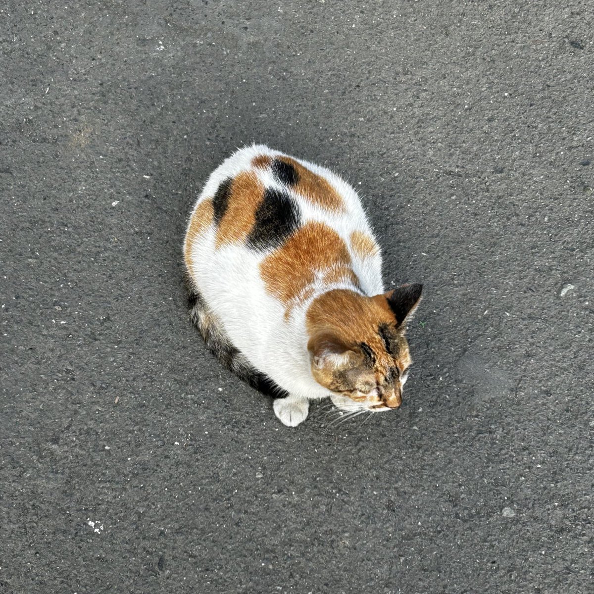 styzfiles's tweet image. 2025 so far #studytwt #archivetwt