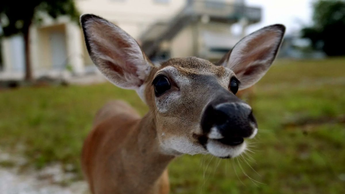 After being struck by lightning, a deer briefly became bioluminescent. This phenomenon lasted for three minutes before fading into the deer-realm to tell the other deer of its discovery.