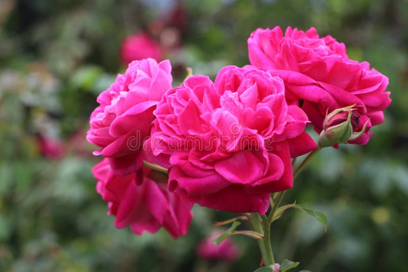 Love seems to be something that keeps filling up within us. The more we give away, the more we have to give.

#HappySunday 😘🌸💗🍀

#SundayMotivation