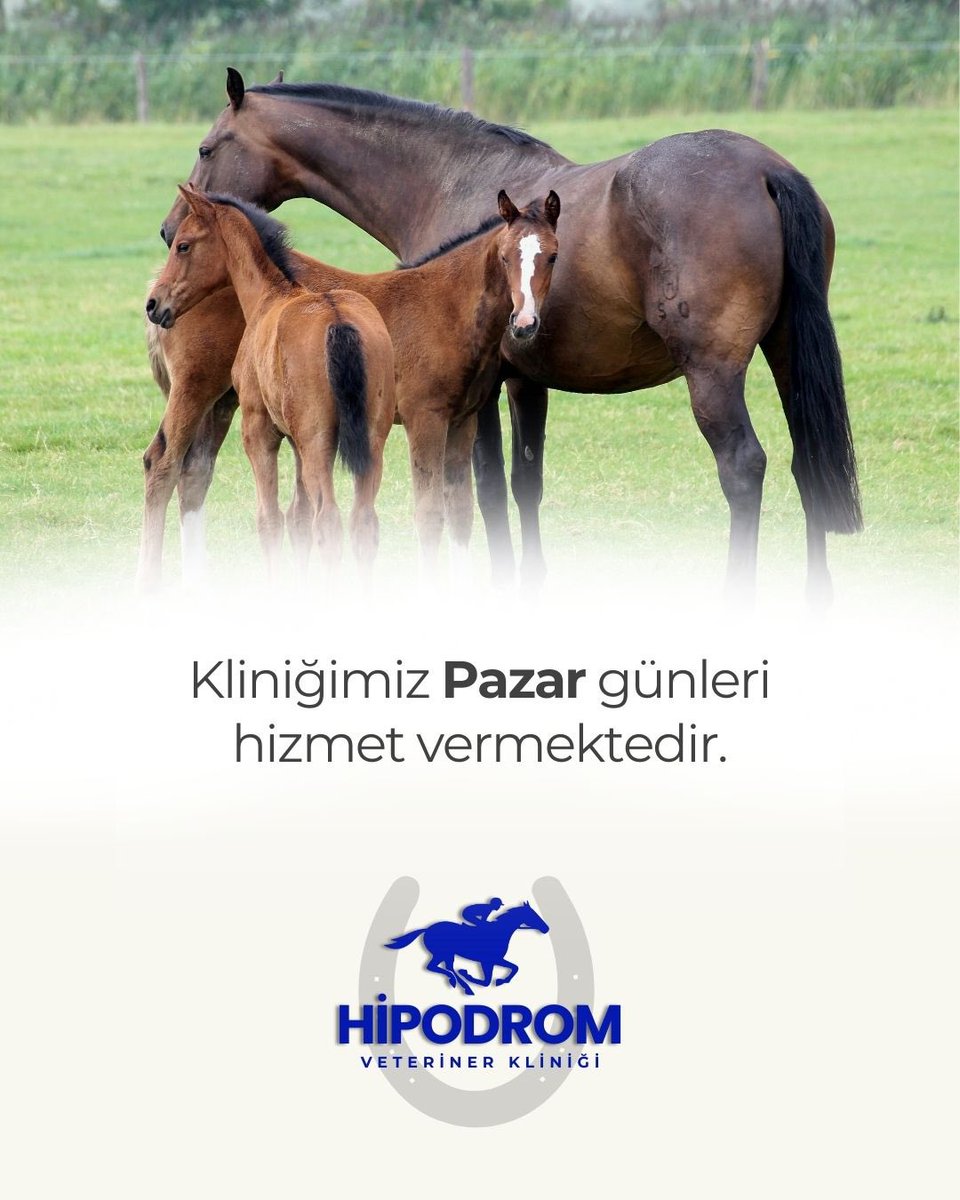 Hipodrom Veteriner Kliniği (@hipodromvet) on Twitter photo 