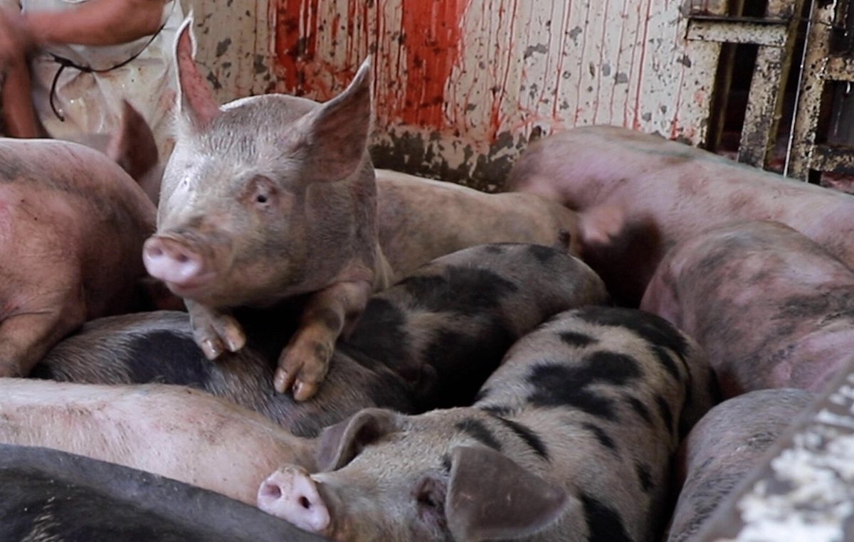 Son_of_Space's tweet image. If through our daily choices we participate in violence, then we create &amp;amp; demand violence &amp;amp; cruelty. Hence by default, we’re cruel, violent people. By our callous, unthinking actions we normalise all violence. We create &amp;amp; perpetuate the conditions for eternally violent societies.