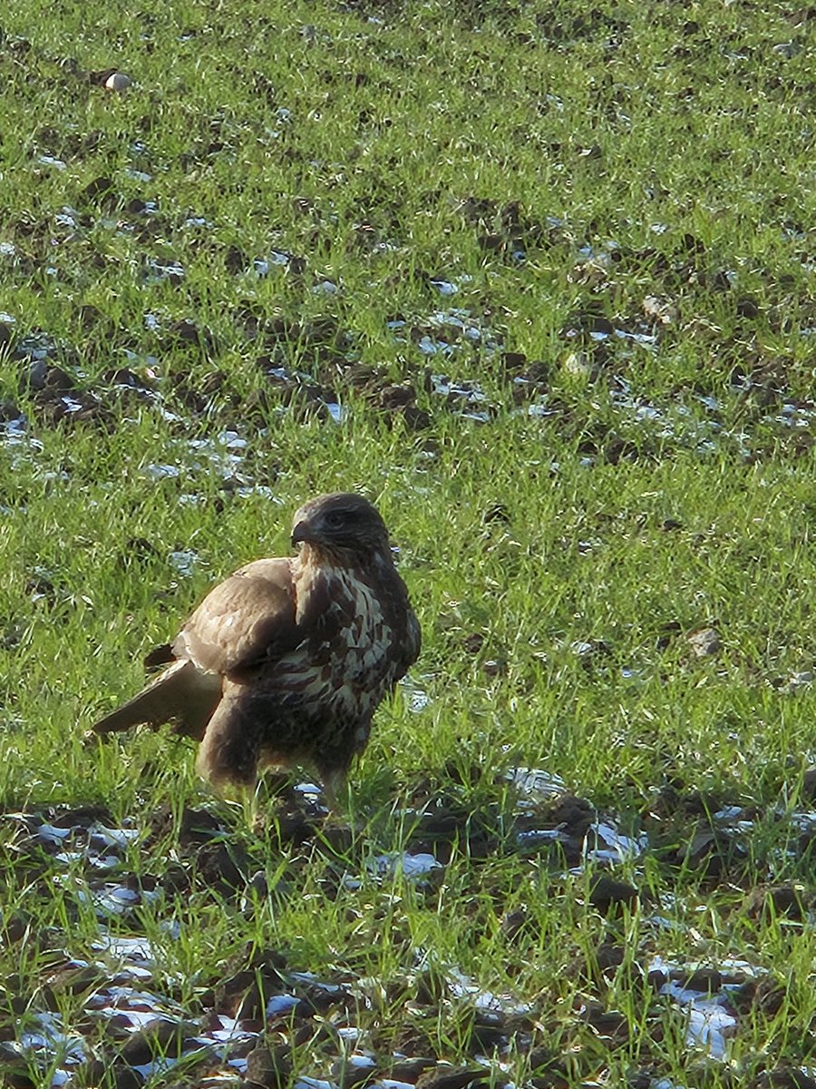 Werewolf_Hiki's tweet photo. A buzzard eating a hare https://t.co/t9BqzjKxIF