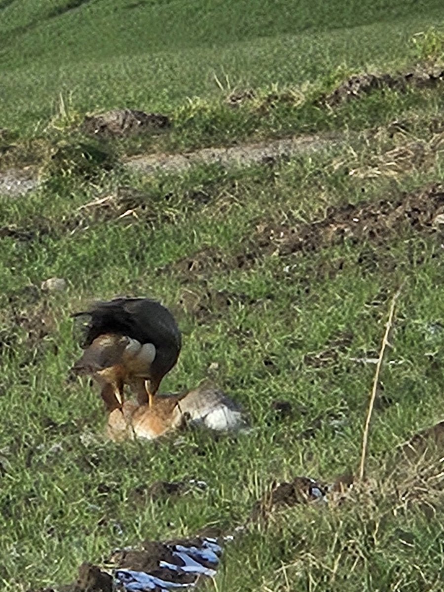 Werewolf_Hiki's tweet photo. A buzzard eating a hare https://t.co/t9BqzjKxIF