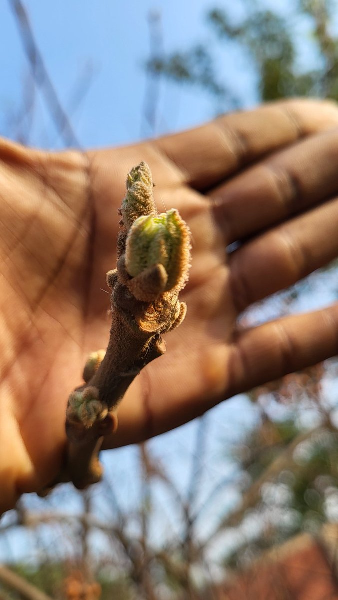 Simbarashe Mudavanhu tweet media