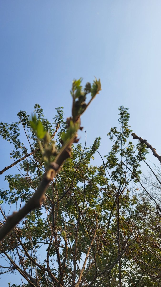 Simbarashe Mudavanhu tweet media