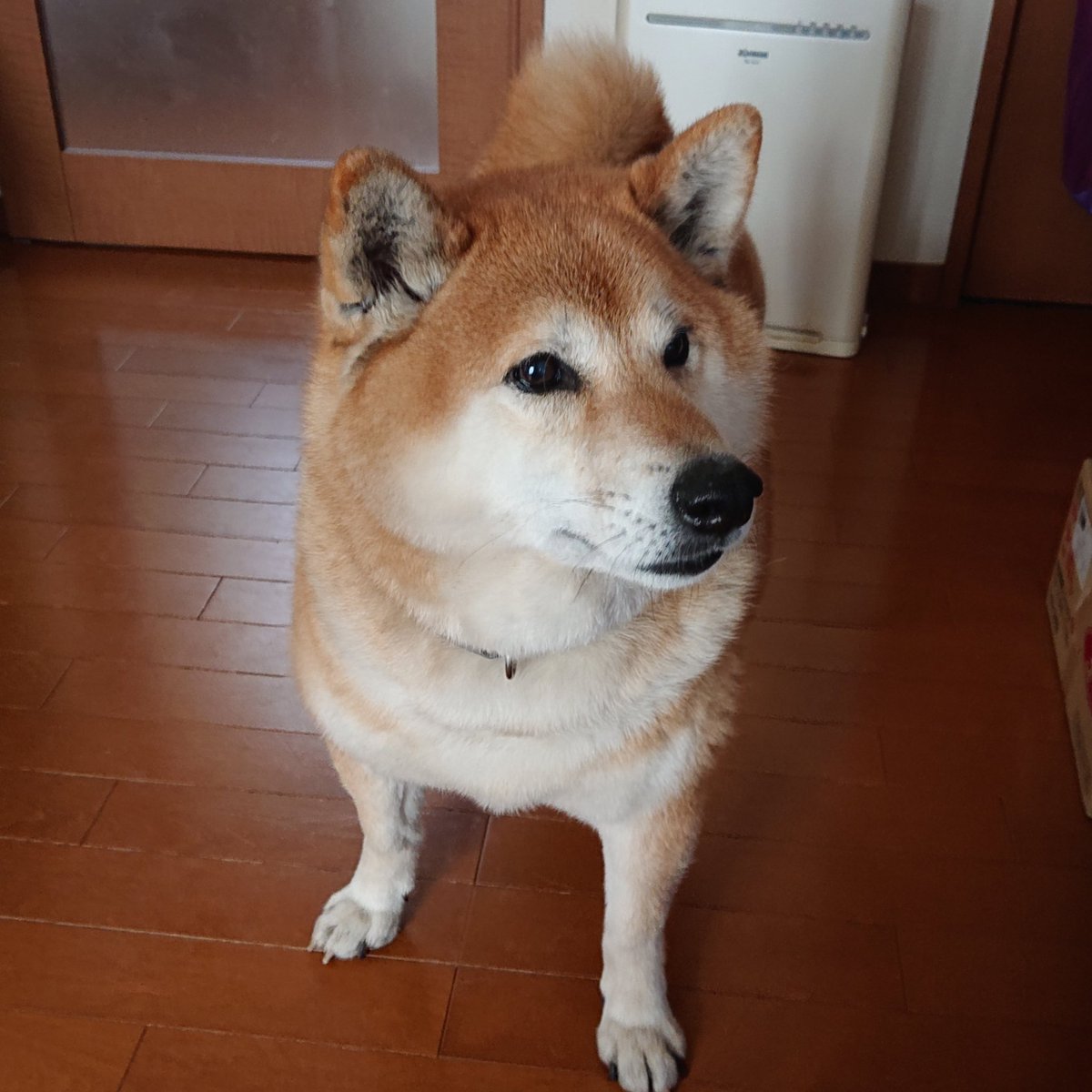 cinoire's tweet photo. Hey, my human. What oyatsu did you get for me today😋🍠🎶? https://t.co/R2ZQbG7WqD