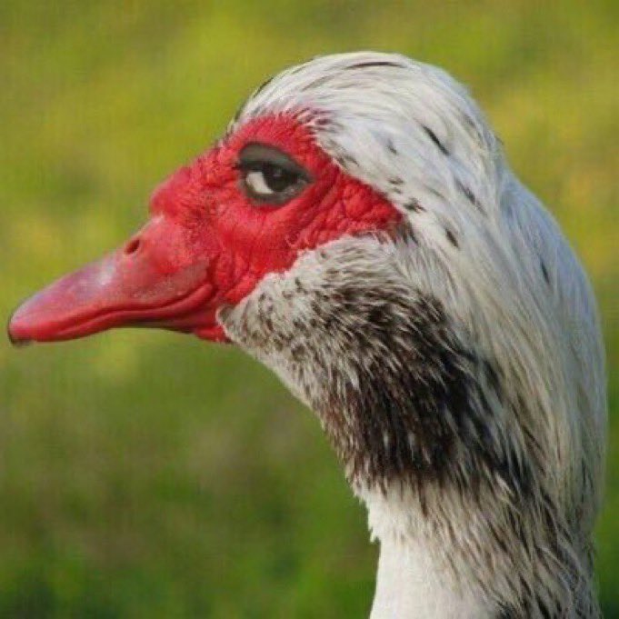 most of y’all are also bullies on here, mara when you get bullied iinufu omombanda, omwanya ngeipi ngao man??