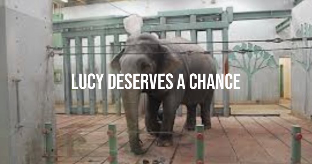 #T4Animals ๐๐ฆ๐ฆ๐
๐ฆ๐ฆ๐ป (@cosmicbrigade) on Twitter photo #yegZoo
Cold
small
inadequate
sterile
Isolating
Neg education
#Sanctuary
Natural life
Room to explore
Companionship
Stimulating environment
Choice
Pos education
<a href="/AmarjeetSohiYEG/">Amarjeet Sohi</a> <a href="/EdmontonClerk/">Edmonton City Clerk</a> why wouldnโt you want #Sanctuary4Lucy especially as we know she can travel safely ! #yegZoo
Cold
small
inadequate
sterile
Isolating
Neg education
#Sanctuary
Natural life
Room to explore
Companionship
Stimulating environment
Choice
Pos education
<a href="/AmarjeetSohiYEG/">Amarjeet Sohi</a> <a href="/EdmontonClerk/">Edmonton City Clerk</a> why wouldnโt you want #Sanctuary4Lucy especially as we know she can travel safely !