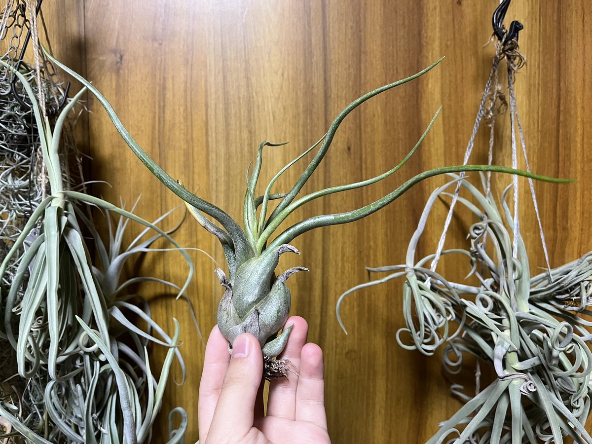 73KRayZu's tweet photo. このダイソー330円カプトの開花後に生まれた子株から遂に花芽が‼️ 🐍✨🌱 これだけデカくなればそろそろだとは思っていたんだよ。この感じだと、初夏頃には開花かな 😌 2025/2/16

#カプトメデューサエ #チランジア #エアプランツ #壺型種 #花芽 #tillandsia #airplants #caputmedusae https://t.co/CuESzPThZh
