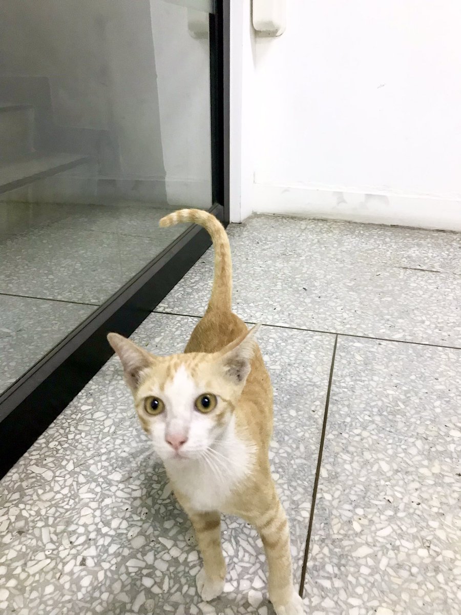 วันหยุด…ปล่อยให้สองแสบได้เดินสำรวจ(ตรวจ)รอบออฟฟิศให้สาแก่ใจ
แม่ขมเรียกสองแสบ=ทองหยิบ,ทองหยอด
ลูกชายแม่เรียก = สัมซ่า,ส้มจิ๋ว
สรุปแมว งง??
เปิดโหวตค่ะ น้องๆชื่ออะไรดีคะระหว่าง ส้มซ่า,ส้มจิ๋ว VS ทองหยิบ,ทองหยอด😼😻