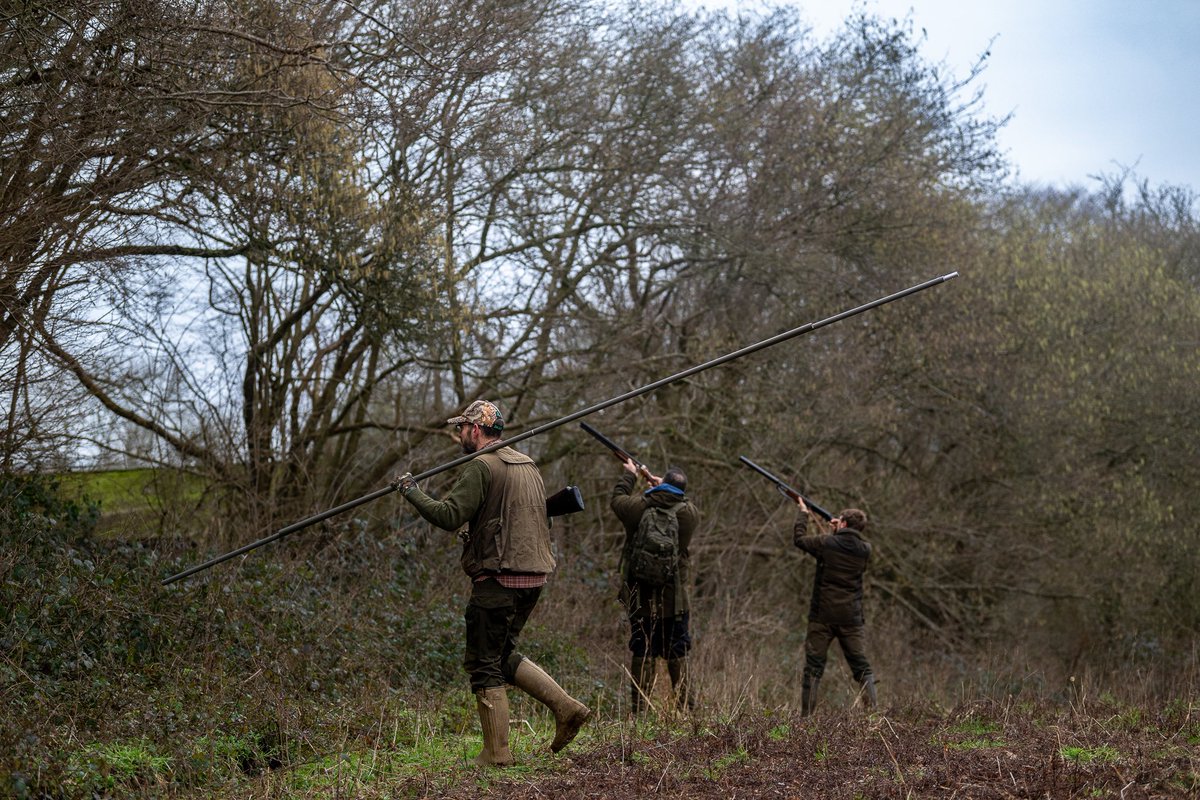 lurcherwork's tweet image. #lurcher #squirrelhunting #workingdog #huntingdog #conservation