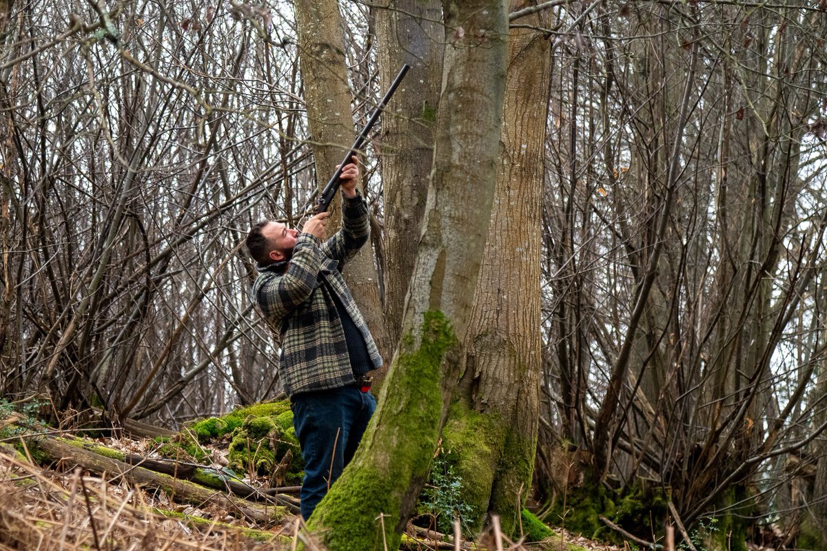 lurcherwork's tweet image. #lurcher #squirrelhunting #workingdog #huntingdog #conservation