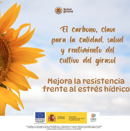 🌻 El carbono del suelo, clave contra el estrés hídrico en el girasol 💧

✅ Mejora la retención de agua.
🌡️ Aumenta la resistencia al calor y la sequía.
🌾 Favorece un desarrollo más fuerte y productivo 
ow.ly/Ms3i50UPejw