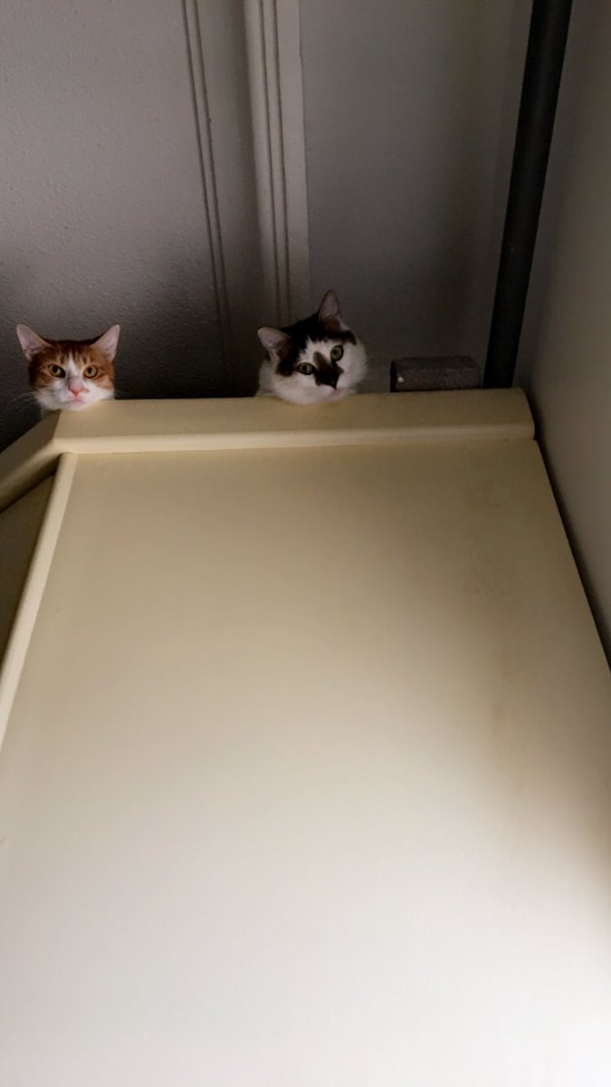 Catch me if you can😎😻

#Caturday #MyCat #CatsLover