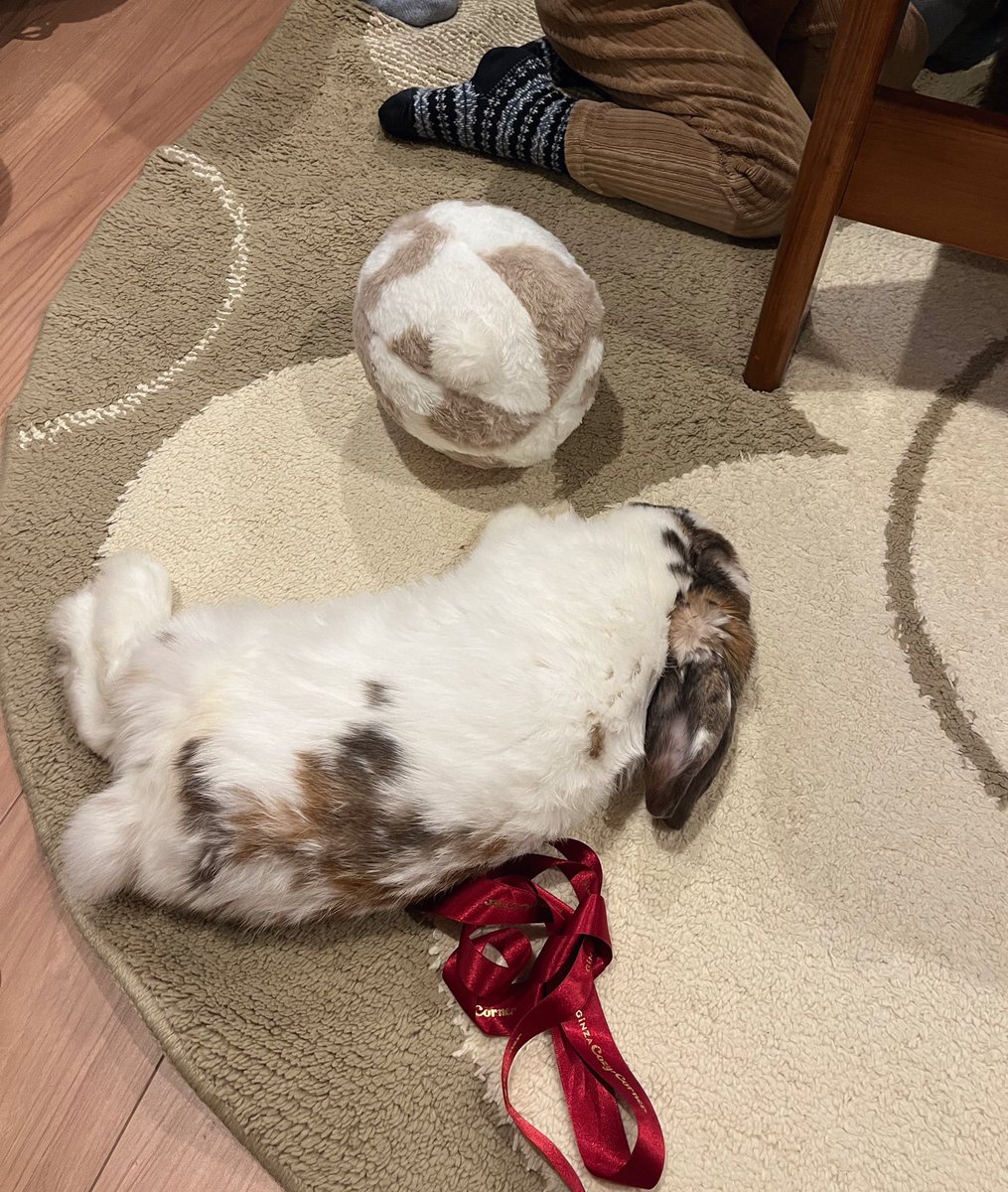 息子がドライブから帰ってきて興奮したのか、ひとしきりボールで遊んだあとパタリと倒れた