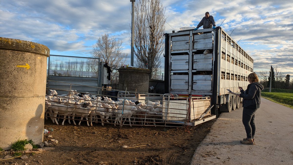 EduardMarquesM's tweet photo. Aquesta setmana la plana empordanesa ha perdut un dels ramats d'ovelles més emblemàtics que teníem, ho dic bàsicament per qui el menava, una pastora de més de vuitanta anys. Tot un caràcter i una força fora de sèrie. Pedret ja no serà el mateix. https://t.co/3vWTPGmqcs