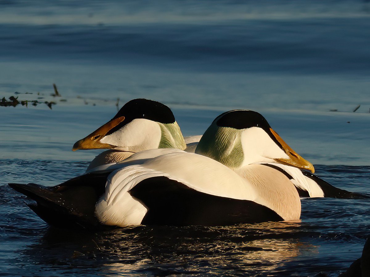#SuperSeabirdSunday A couple of ‘Cuddy’ drakes on the #Northumberland coast, David. ⁦<a href="/SteelySeabirder/">David Steel</a>⁩