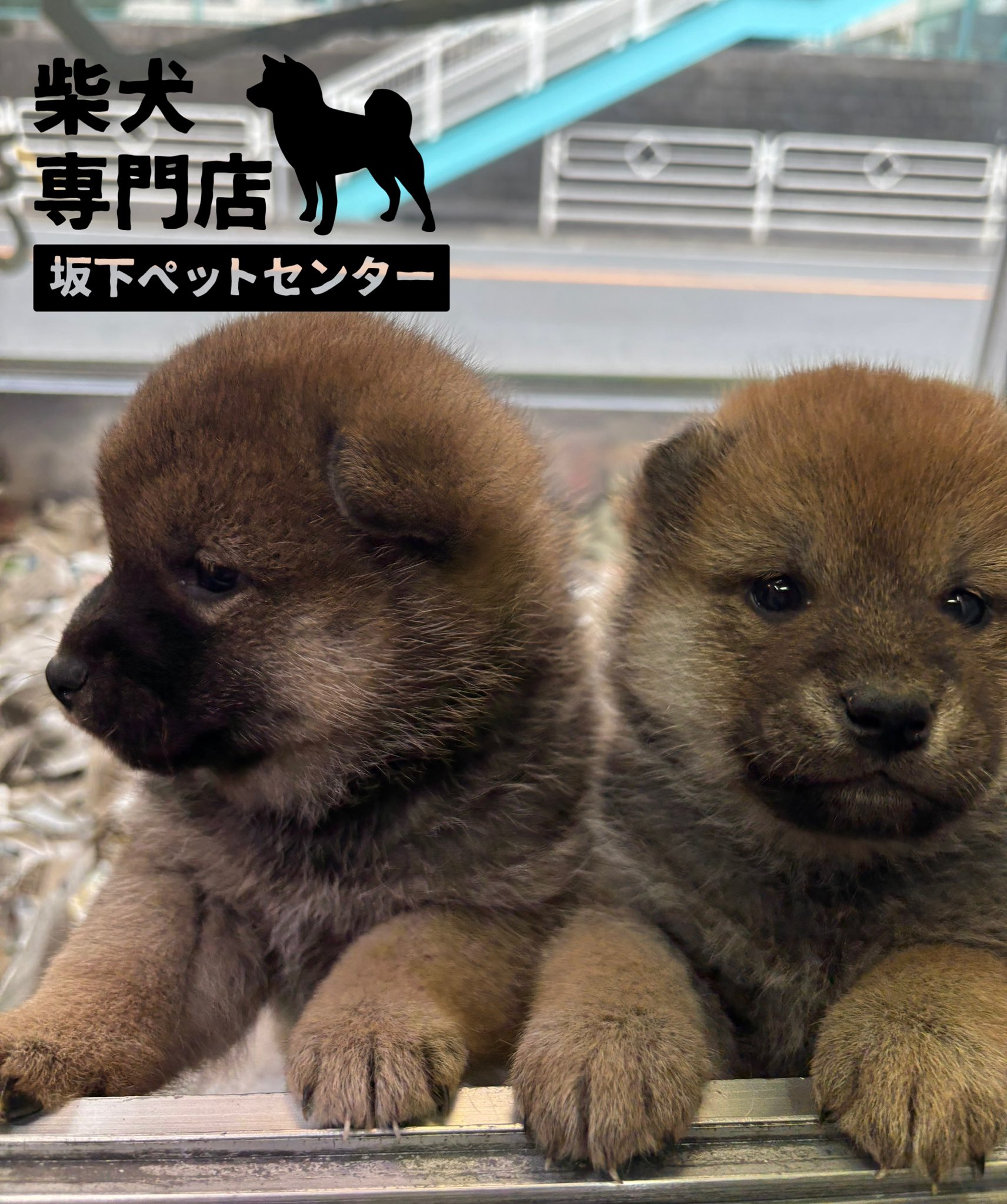 柴犬専門店 横浜【自家繁殖】 (@saka_petcenter) / X 柴犬専門店 横浜【自家繁殖】 (@saka_petcenter) / X
