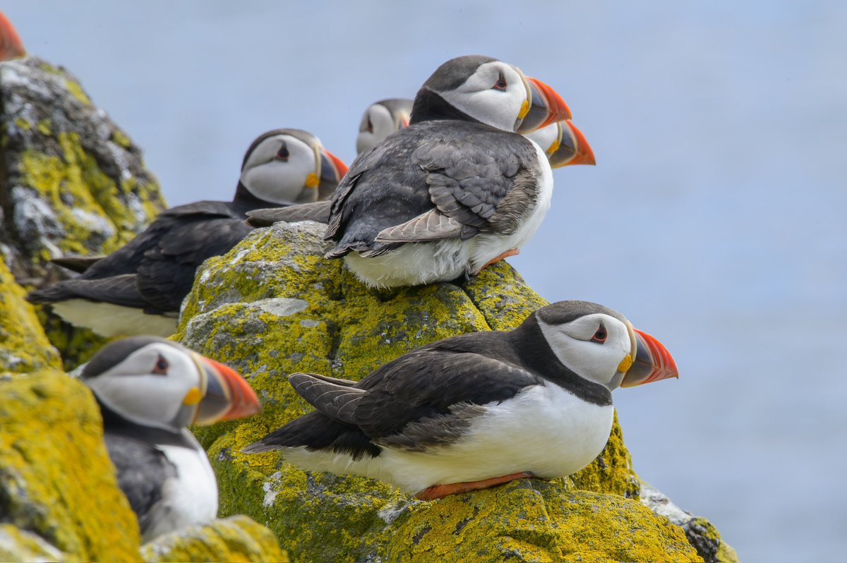 VisionsScotland's tweet photo. @SteelySeabirder Morning David, some Puffin love for #SuperSeabirdSunday , with the days getting gradually longer it won’t be too long before they start to return! https://t.co/zH6GZ7LLZW