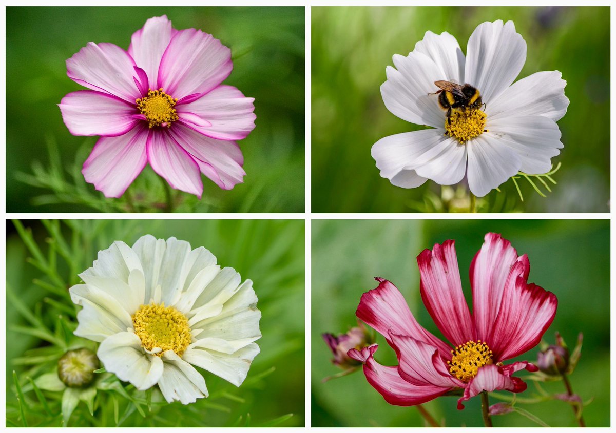 In the language of flowers, cosmos flowers symbolise joy in life, love, and harmony. The tiny golden florets at their heart form a radiant sunburst of stars that glow with warmth and light, drawing in bees, butterflies, and other pollinators to feed on them. #FolkloreSunday