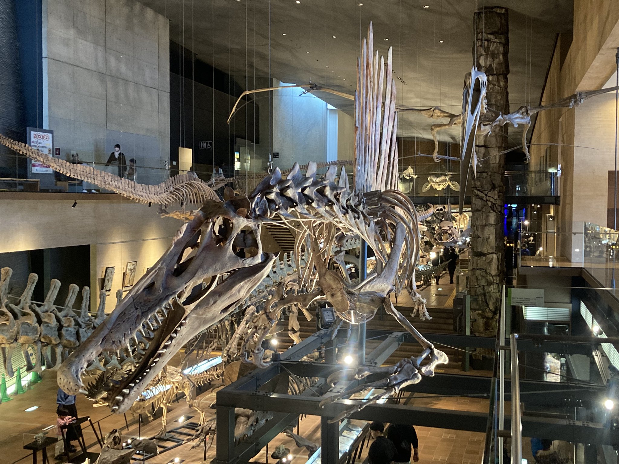 すばる (@dinosaur_subaru) / X