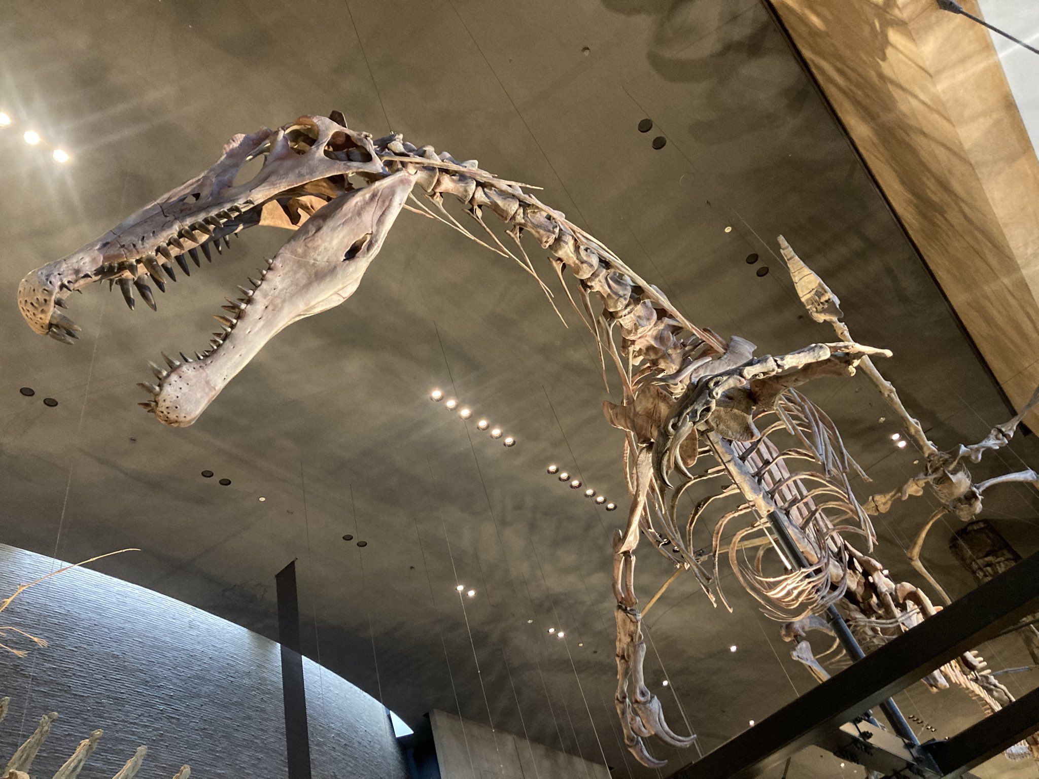 すばる (@dinosaur_subaru) / X