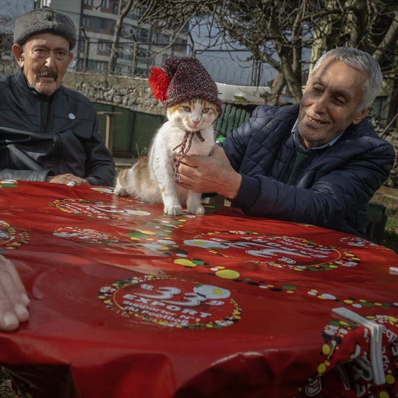 İstanbul'da bir huzurevi, 30 kediye ev sahibi oldu.