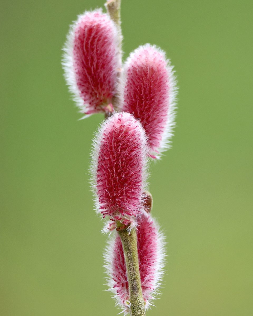 bordehillgarden's tweet photo. #Salix gracilistyla 'Mount Aso' is beginning to break free from its winter slumber, its velvety pink catkins emerging like brushstrokes against bare branches. Named after Japan’s majestic Mount Aso, this delicate #willow is perfect for adding texture and colour to borders. https://t.co/1CI6re92pr