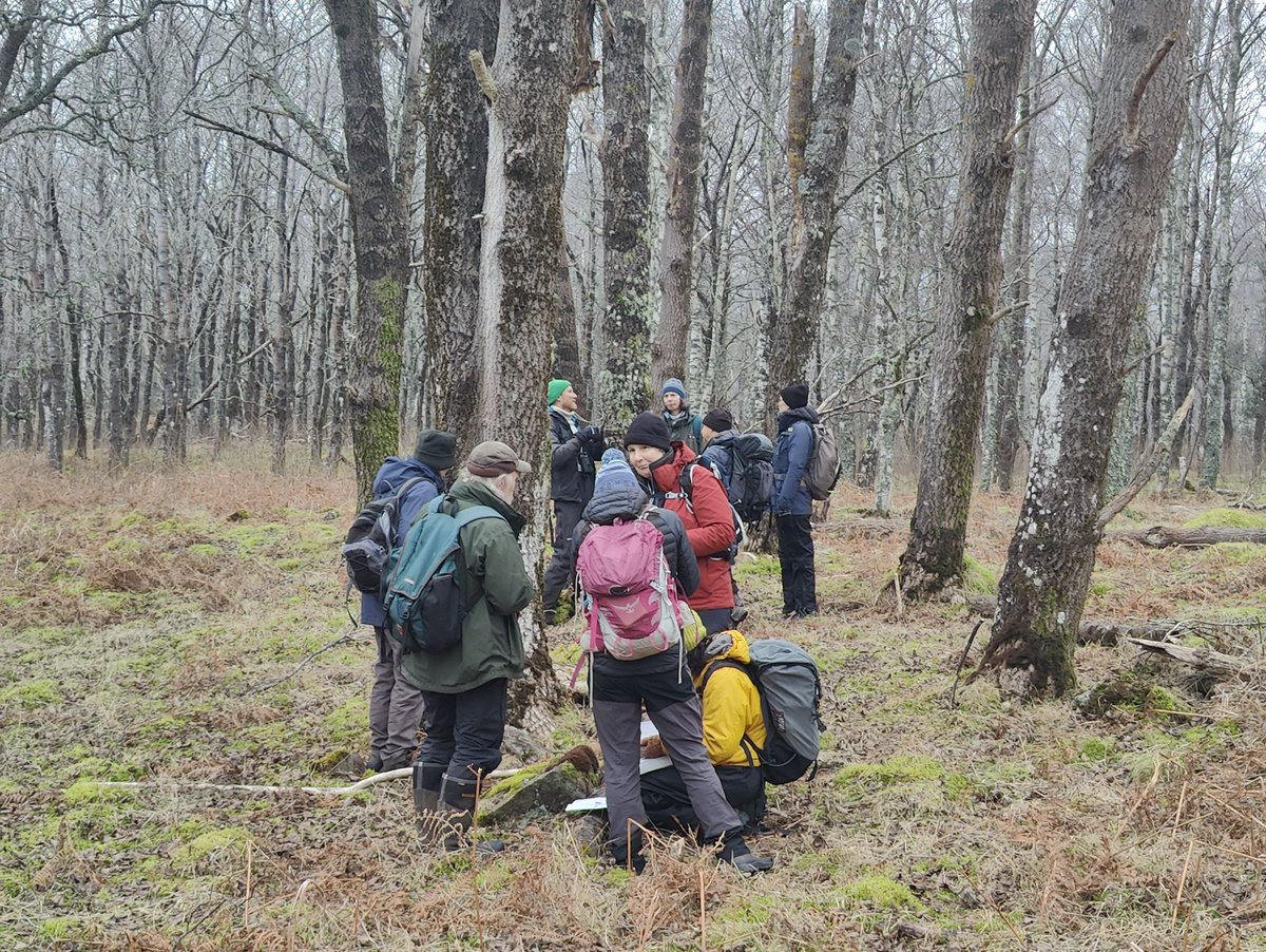visualflora's tweet photo. A great day out with NE Scotland Bryophyte group at Muir of Dinnet NNR - learning to recognise the rare Nyholmiella gymnostomum &amp; N. obtusifolium. Made all the better by finding a new group of Buxbaumia @BBSbryology https://t.co/7h44SYHvZs
