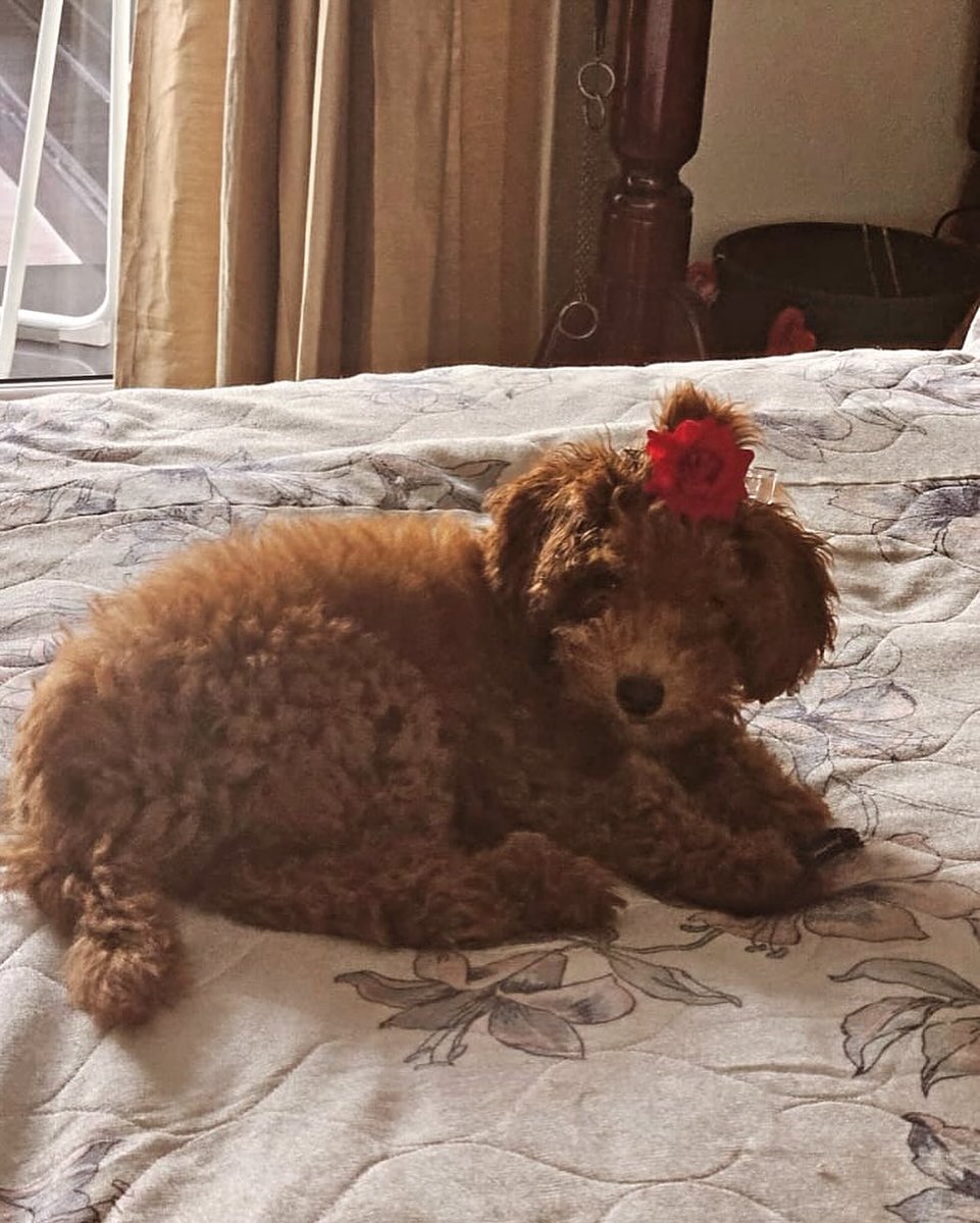sabtumharahai's tweet photo. Izzy Nation, wake up! We got our cutie patootie’s pictures—OMG! 😭🤏🏻❤️

ᴛᴀɢꜱ ‧₊˚🖇️✩  @trishtrashers #Izzy #TrIzzy https://t.co/36wXZQBp3r
