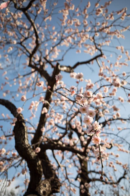 梅のお花見はいろんな種類があってとてもたのしい。春が近づいてますね 