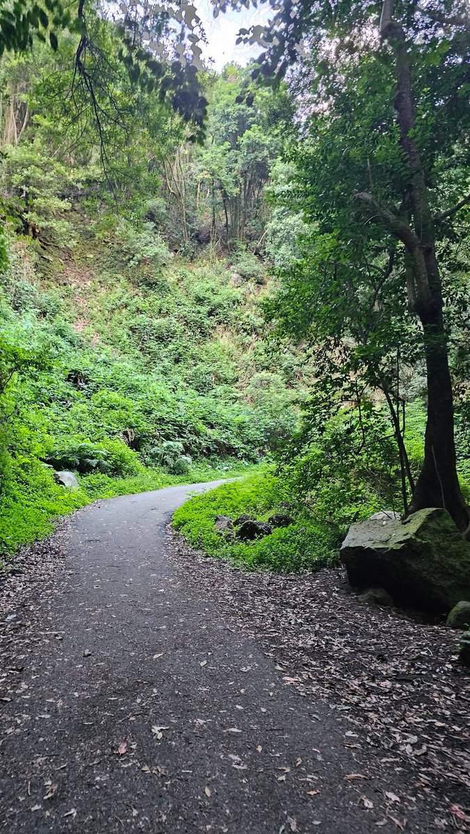 ViajarCamper's tweet photo. 🌿 Ruta 5.1: El Cubo de la Galga 🌳 Un sendero circular espectacular en La Palma. Bosques de cuento, miradores increíbles y una vegetación de otro mundo. ¡No te lo pierdas! 📍✨
#CuboDeLaGalga #LaPalma #Senderismo #NaturalezaCanaria #Aventura https://t.co/3cFCGS8qqi