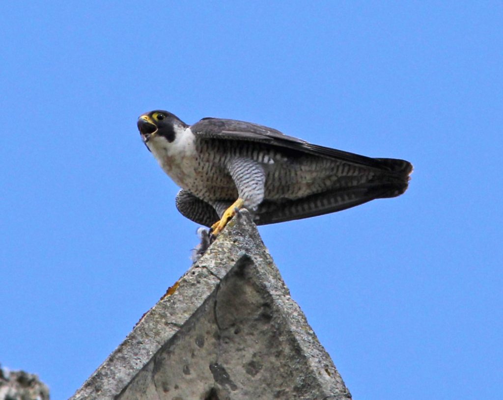 Gloucestershire Raptor Monitoring Group (@glosraptors) on Twitter photo Our next talk is on March 6th given by our own <a href="/eddrewitt/">Ed Drewitt</a> about the Rise of Urban Peregrines
glosraptors.co.uk/city-falcons-t…
Photo by Andrew Bluett Our next talk is on March 6th given by our own <a href="/eddrewitt/">Ed Drewitt</a> about the Rise of Urban Peregrines
glosraptors.co.uk/city-falcons-t…
Photo by Andrew Bluett