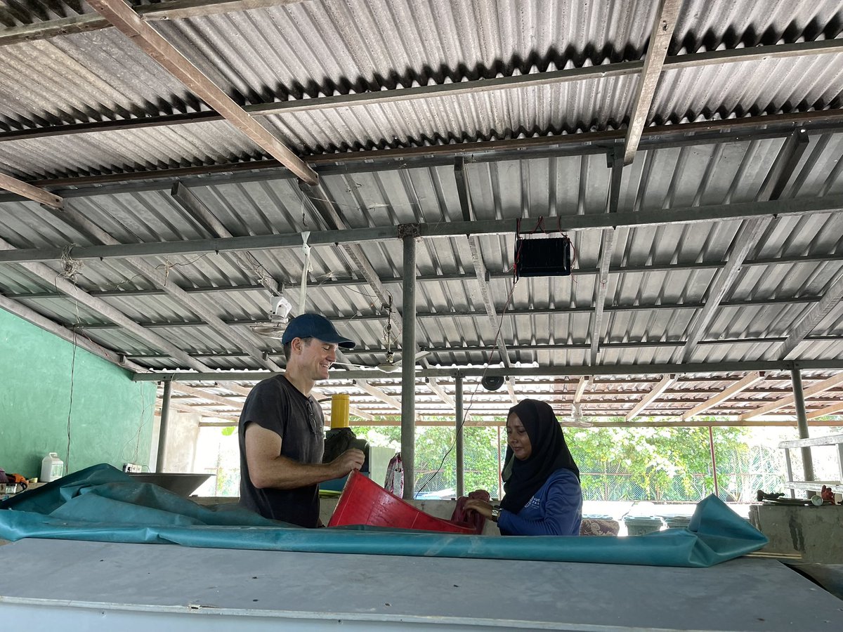 KUDA FARI - little big island tweet media