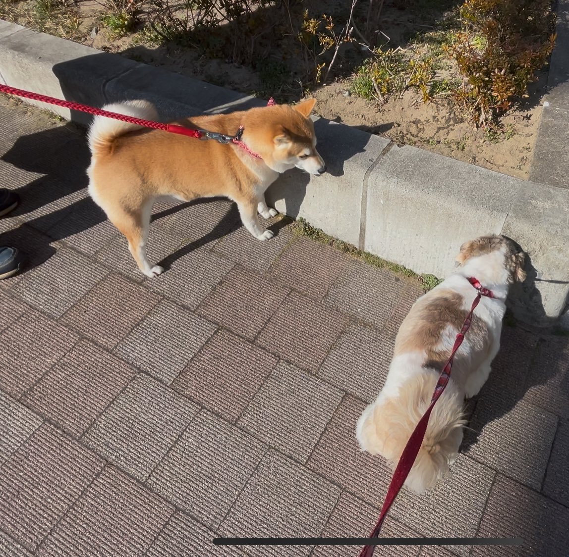 大きいシーズーたぬきち on X: 大きいシーズーたぬきち on X: