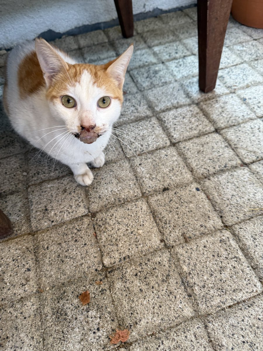 Kadir Çetin (@djkadircetin) on Twitter photo Kadıköy Belediyesi , Fenerbahçe kalamış parkta Manhattan kafe de yer alan bu kedinin ağzı apse yapmış lütfen tedavi edebilir misiniz ?
<a href="/kadikoybelediye/">Kadıköy Belediyesi</a> <a href="/IBBcozummerkezi/">İBB Çözüm Merkezi</a> Kadıköy Belediyesi , Fenerbahçe kalamış parkta Manhattan kafe de yer alan bu kedinin ağzı apse yapmış lütfen tedavi edebilir misiniz ?
<a href="/kadikoybelediye/">Kadıköy Belediyesi</a> <a href="/IBBcozummerkezi/">İBB Çözüm Merkezi</a>