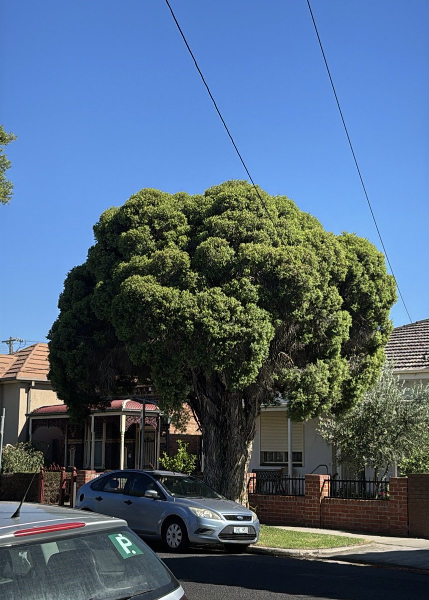 chloeprw's tweet image. broccoli is in the eye of the beholder