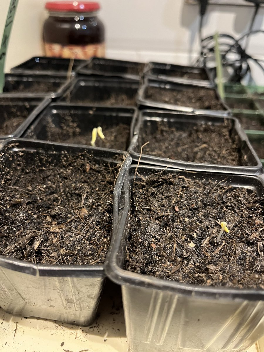 And like that, their alive! Cosmos has shown their heads today! 2 days to germinate 🌺 #GardeningX  #gardening  #GardenersWorld