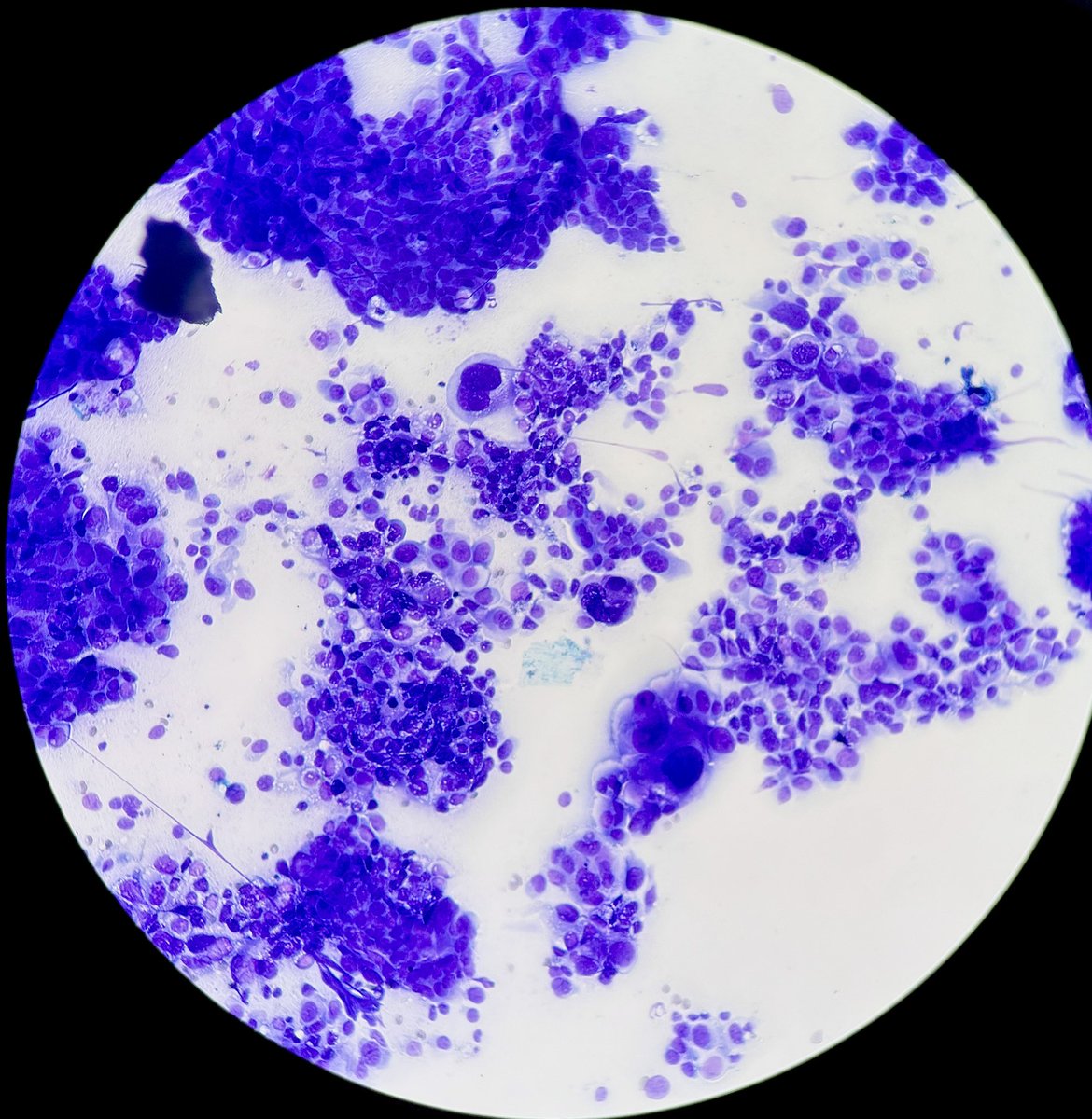 Quique Revilla tweet media