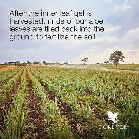 Sustainability is an important part of Forever's manufacturing process. From our aloe fields to our manufacturing facilities and distribution centers, we do our best to support the environment every step of the way.

#facts #aloevera #organicaloevera #sustainability #ecoFriendly