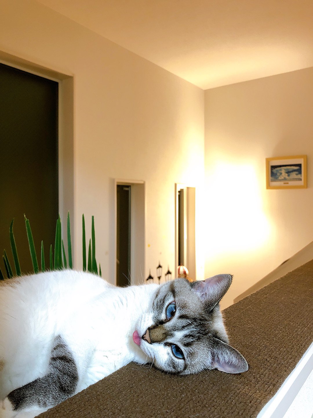 ｼｶﾈｺ (@Sakura73294840) / X