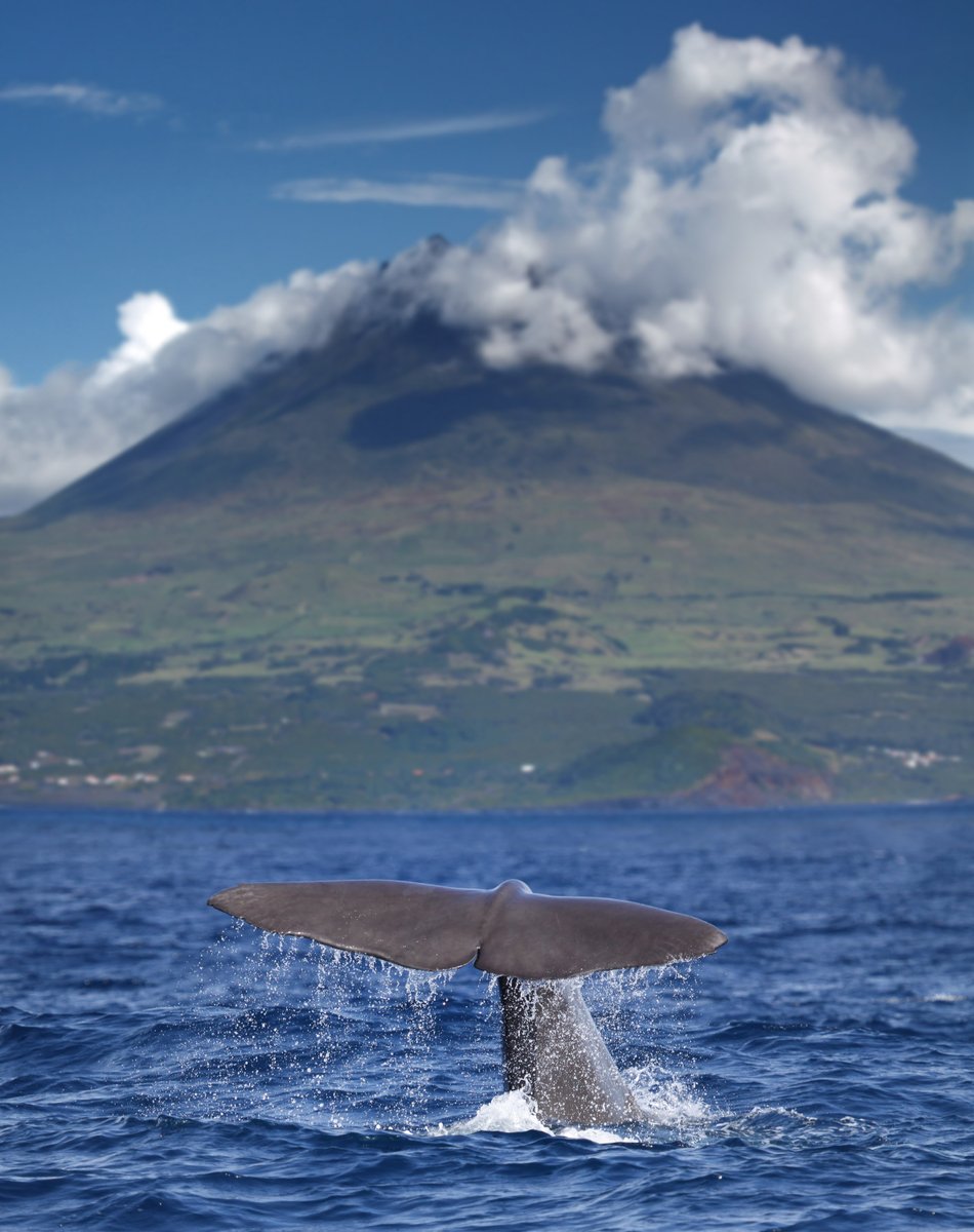 Today we are celebrating World Whale Day! 🐳 And you can spot these magnificent creatures by visiting Portugal's Azores on your next diving holiday! The best time to go for optimum diving and whale watching opportunities is between July and October. Visit regal-diving.co.uk/azores