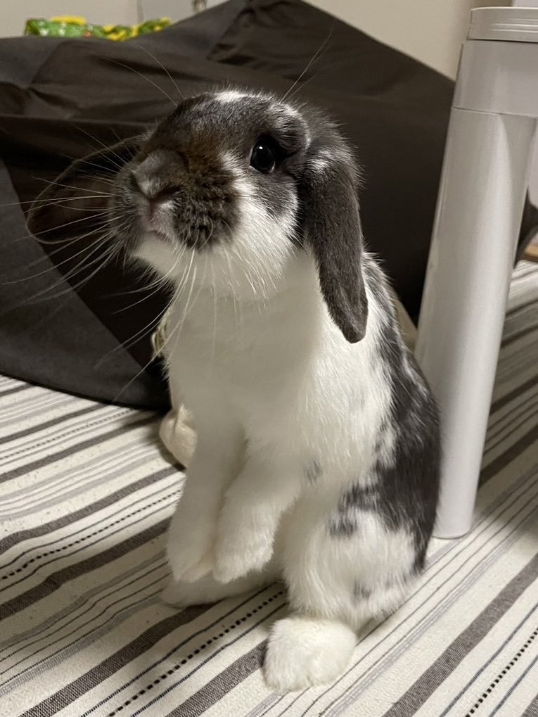 あられ🐰 tweet media