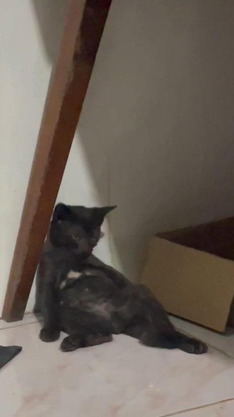 ftnnfs's tweet photo. @kochengfs Meratapi nasib, btw kucing ku ini udah meninggal 3 minggu yang lalu huhu🥲 https://t.co/N9urY5HH0K